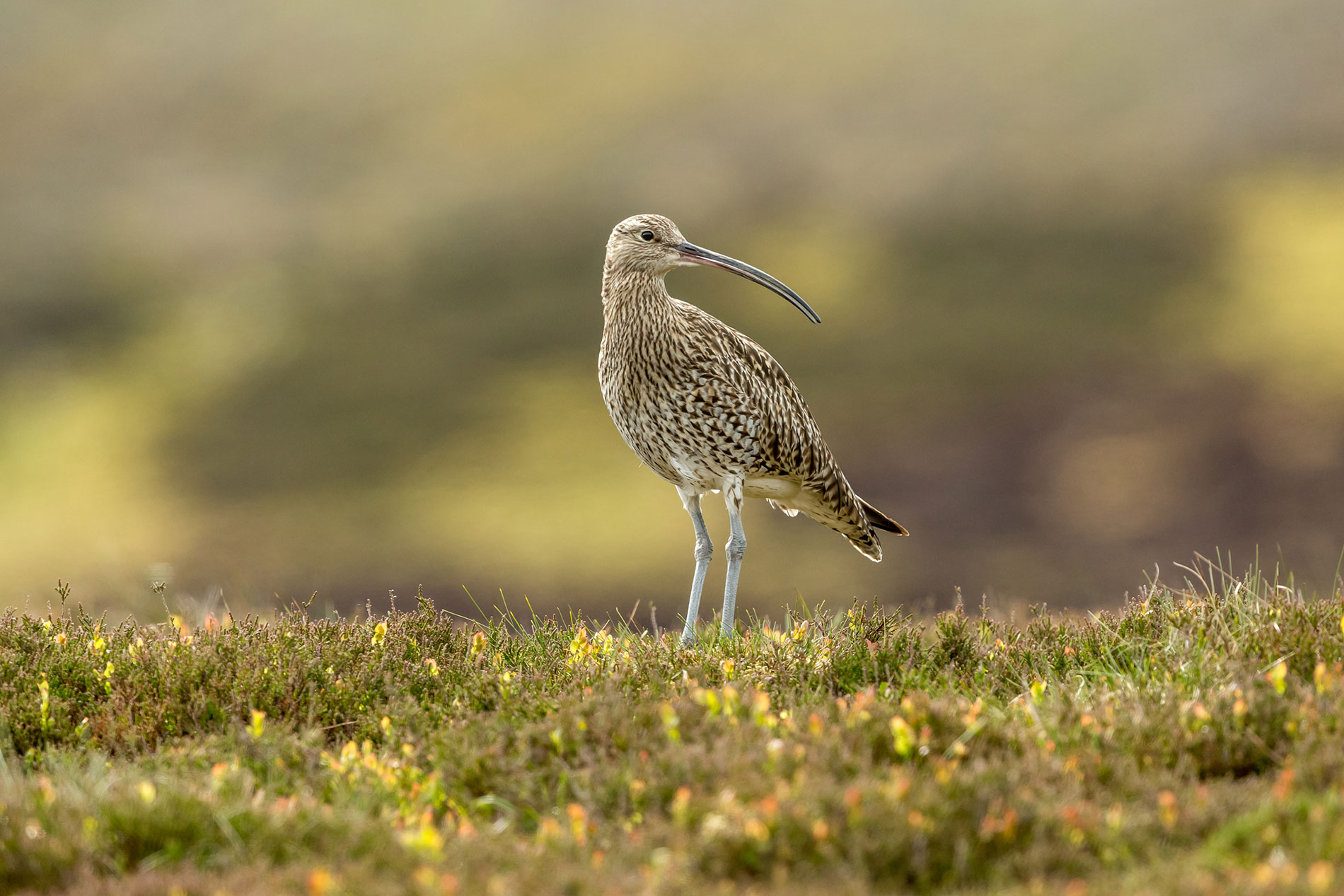 Bird watching in the Yorkshire Dales